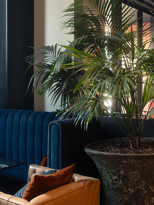 Element's café large parlour palms & planters by Oasis — Photography by Sinclair Creative