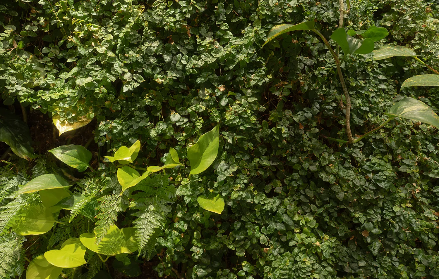 Close up shot of IHF's living wall by Oasis Greenery Systems